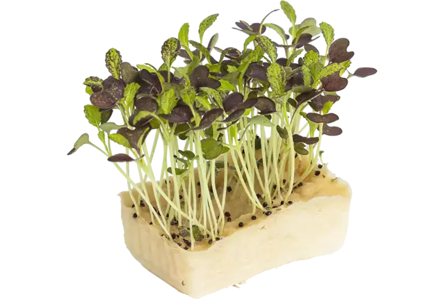 Bicolor mustard cress single kist 18 stuks